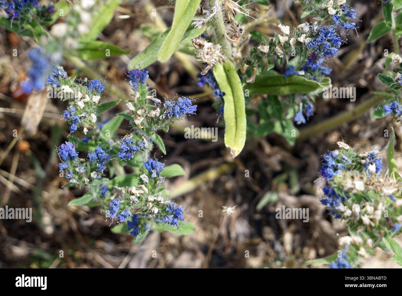 Bansko est une ville pittoresque dans le sud-ouest de la Bulgarie, nichée au pied des montagnes Pirin., Une vue rapprochée d'une plante avec de petites fleurs bleues vibrantes et des feuilles vertes. La plante est dans un cadre naturel, avec un mélange de saleté et de feuilles sèches et brunes visibles en arrière-plan. Les fleurs sont regroupées, certaines montrant des signes de flétrissement ou de dessèchement. Les feuilles sont de couleur vert clair et semblent être un peu poilues ou floues. L'impression générale est d'un environnement sauvage ou naturel. Un œil d'artiste et une imagination façonnée Banque D'Images