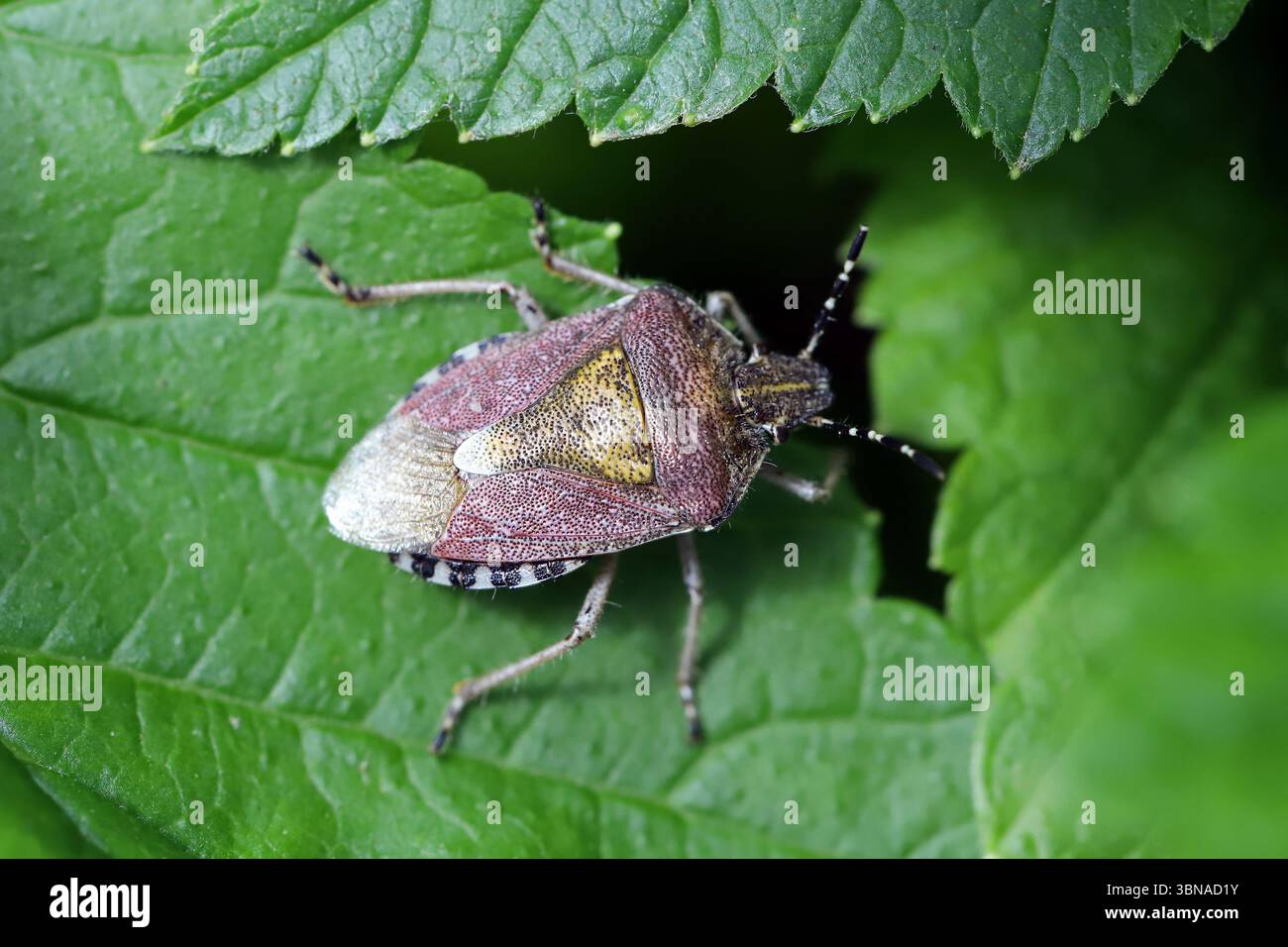 Shieldbug poilu (Dolycoris baccarum) sur la feuille. Banque D'Images