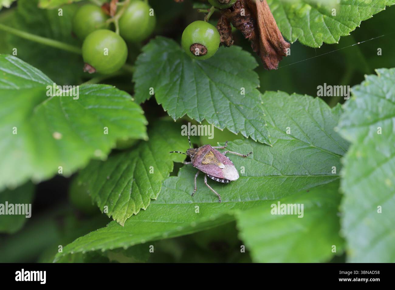 Shieldbug poilu (Dolycoris baccarum) sur feuille de cassis. Parasites dans les vergers Banque D'Images
