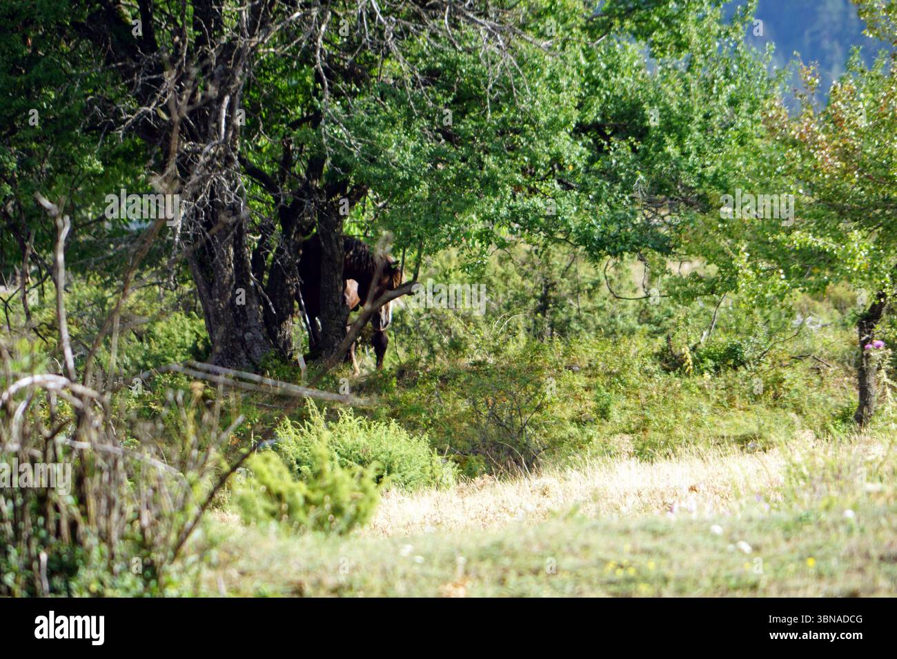 Un cheval brun est partiellement caché derrière un grand arbre dans un champ verdoyant. Le cheval est tourné à l'opposé de la caméra, son pelage se mêlant à la verdure luxuriante des arbres et buissons environnants. Le champ est un mélange d'herbe verte et brun jaunâtre, avec quelques zones d'herbe sèche, brun clair ou brun clair. Les arbres à l'arrière-plan sont un mélange de vert et de brun, avec quelques branches s'étendant au-dessus du champ. Le ciel n'est pas visible sur l'image. Un œil d'artiste et l'imagination façonné légende., Bansko est une ville pittoresque dans le sud-ouest de la Bulgarie, nichée au pied des montagnes Pirin. Banque D'Images Un cheval brun est partiellement caché derrière un grand arbre dans un champ verdoyant. Le cheval est tourné à l'opposé de la caméra, son pelage se mêlant à la verdure luxuriante des arbres et buissons environnants. Le champ est un mélange d'herbe verte et brun jaunâtre, avec quelques zones d'herbe sèche, brun clair ou brun clair. Les arbres à l'arrière-plan sont un mélange de vert et de brun, avec quelques branches s'étendant au-dessus du champ. Le ciel n'est pas visible sur l'image. Un œil d'artiste et l'imagination façonné légende., Bansko est une ville pittoresque dans le sud-ouest de la Bulgarie, nichée au pied des montagnes Pirin. Banque D'Images