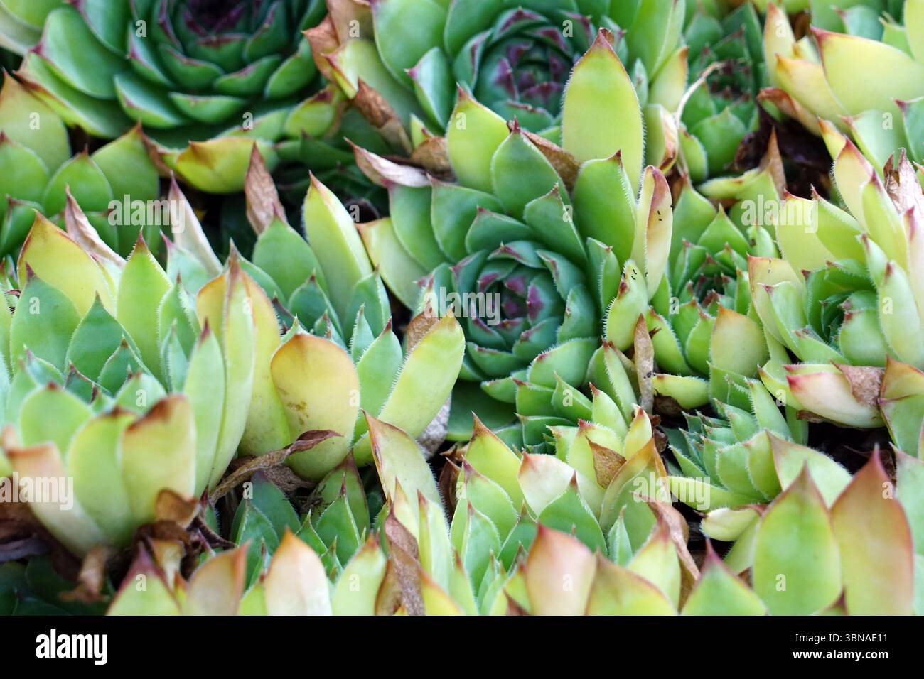 Bansko est une ville pittoresque dans le sud-ouest de la Bulgarie, nichée au pied des montagnes Pirin., Une vue rapprochée d'un groupe de plantes succulentes, probablement Echeveria, avec leurs feuilles charnues caractéristiques, en forme de rosette. Les plantes sont principalement vertes, certaines présentant une légère teinte vert jaunâtre, et certaines montrant des signes de brunissement ou de séchage. Les feuilles ont une texture légèrement floue ou poilue, et certaines semblent légèrement bouclées ou pliées. Les plantes sont densément emballées ensemble, créant un affichage vibrant et luxuriant. L'arrière-plan est flou, attirant l'attention sur les succulentes dans Banque D'Images