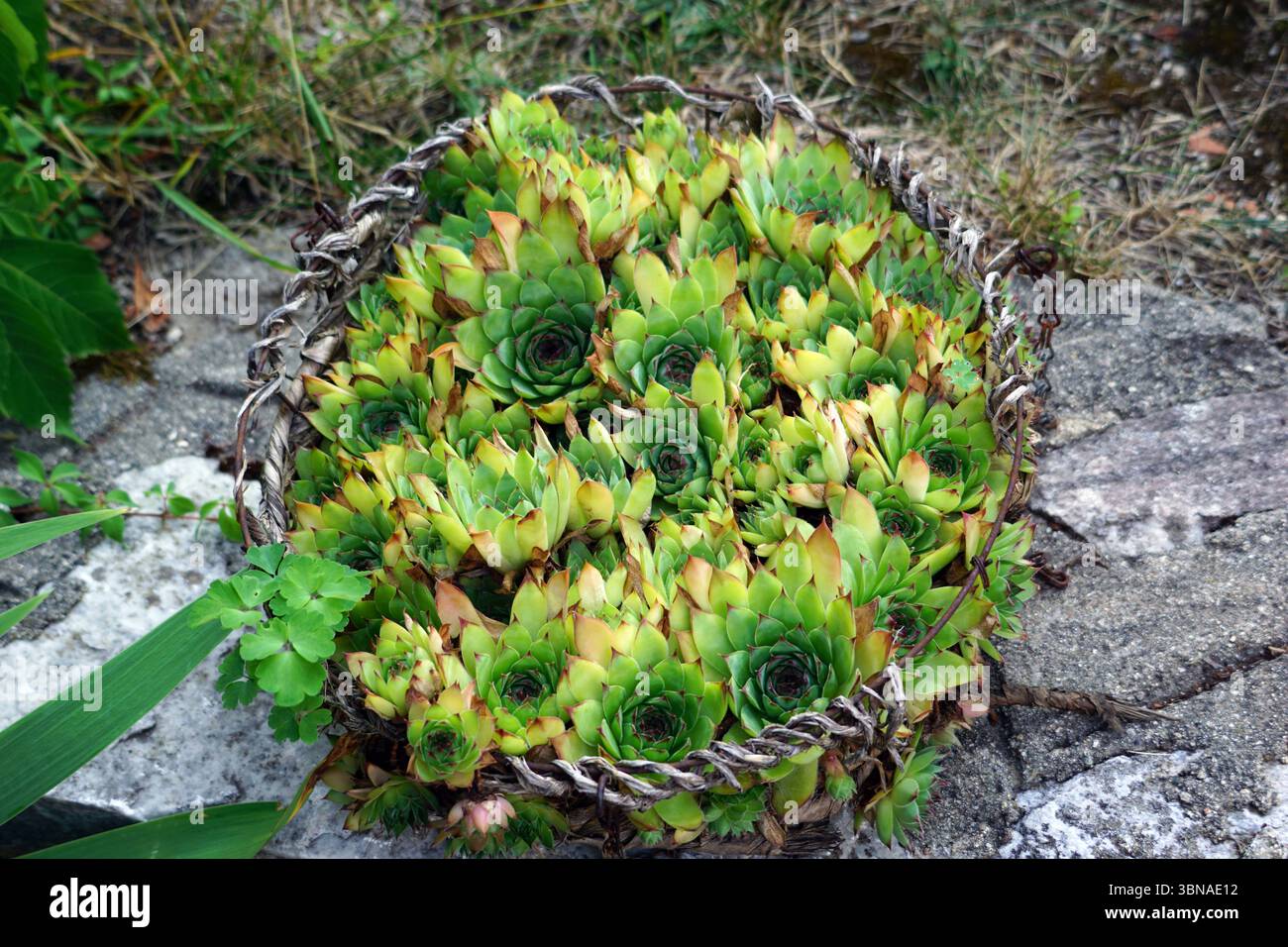 Un panier rond et tissé fait de brindilles et de branches, rempli d'un amas vibrant de plantes succulentes. Les plantes ont un mélange de feuilles vertes et vert jaunâtre, avec certaines montrant une teinte brun rougeâtre. Le panier est placé sur une surface qui semble être un mélange de gris et de brun, avec quelques taches d'herbe verte et de mauvaises herbes poussant autour d'elle. L'arrière-plan est flou, dessinant le focus sur le panier et son contenu. Un œil d'artiste et l'imagination façonné légende., Bansko est une ville pittoresque dans le sud-ouest de la Bulgarie, nichée au pied des montagnes Pirin. Banque D'Images Un panier rond et tissé fait de brindilles et de branches, rempli d'un amas vibrant de plantes succulentes. Les plantes ont un mélange de feuilles vertes et vert jaunâtre, avec certaines montrant une teinte brun rougeâtre. Le panier est placé sur une surface qui semble être un mélange de gris et de brun, avec quelques taches d'herbe verte et de mauvaises herbes poussant autour d'elle. L'arrière-plan est flou, dessinant le focus sur le panier et son contenu. Un œil d'artiste et l'imagination façonné légende., Bansko est une ville pittoresque dans le sud-ouest de la Bulgarie, nichée au pied des montagnes Pirin. Banque D'Images