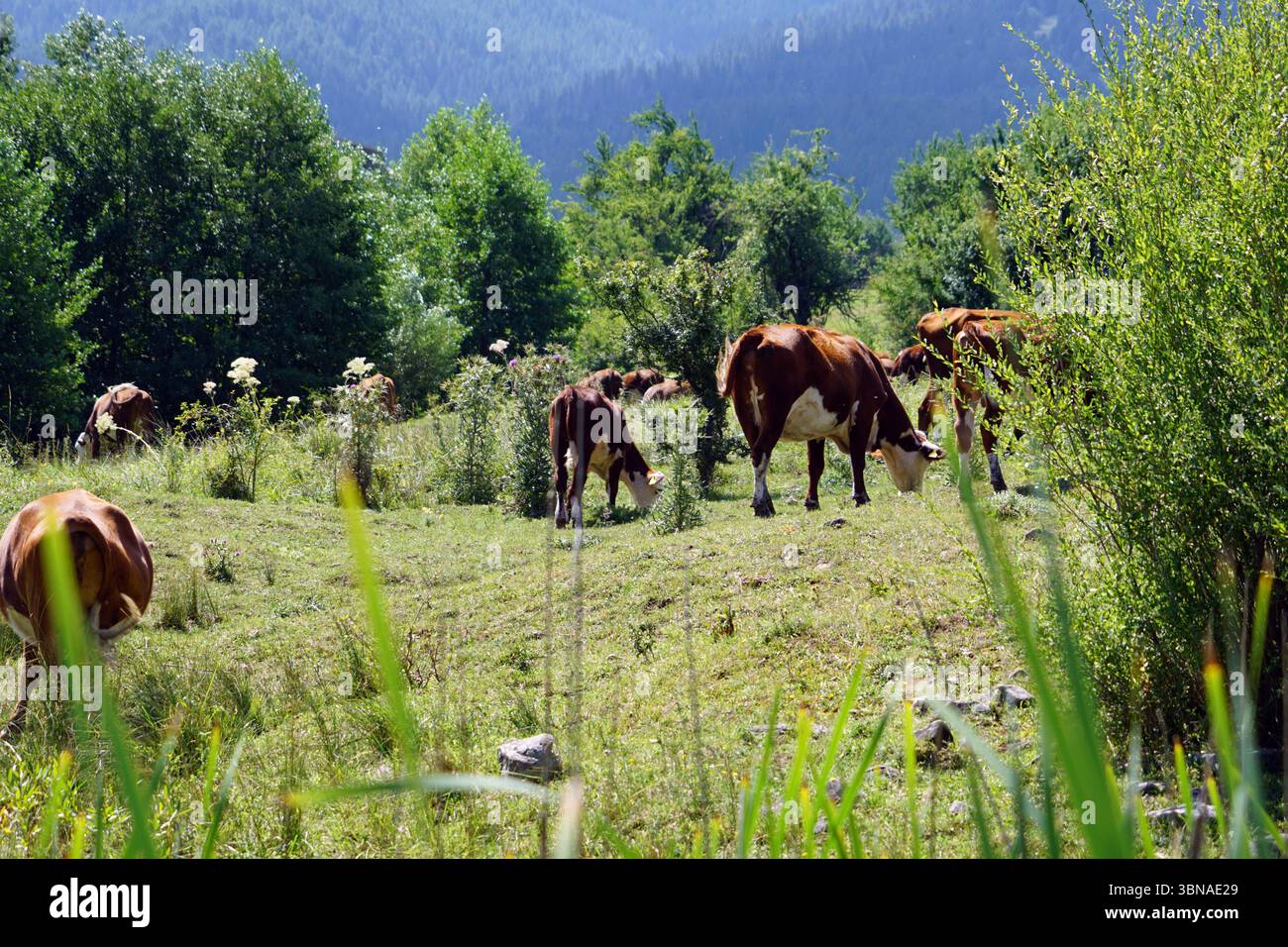 Bansko est une ville pittoresque du sud-ouest de la Bulgarie, nichée au pied des montagnes Pirin., dans un champ verdoyant, un groupe de vaches, dont au moins une vache brune et blanche, paissent paisiblement. Les vaches sont dispersées à travers le champ, certaines debout et d'autres couchées, leurs corps inclinés vers le sol. Le champ est un tapis luxuriant d'herbe verte, parsemé de petites fleurs blanches et de quelques rochers éparpillés. L'arrière-plan est une vue pittoresque d'une chaîne de montagnes boisée, avec des arbres de hauteurs variables et des nuances de vert. Le ciel est clair, bleu clair, et l'ensemble Banque D'Images