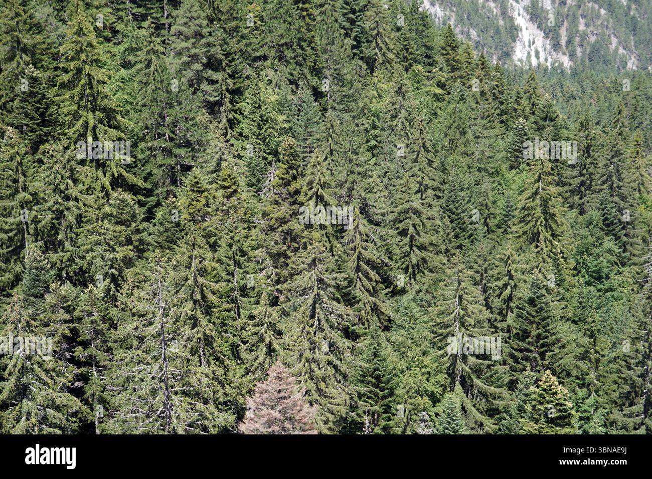 Une forêt dense de grands conifères, principalement des conifères à feuilles persistantes, avec un mélange de feuillage vert et brun/jaunâtre. Les arbres sont étroitement rassemblés, créant un paysage luxuriant et verdoyant. La perspective est d'un point de vue élevé, regardant vers le bas sur la forêt, ce qui donne une idée de l'immensité et de la profondeur de la scène. La forêt s'étend au loin, avec un soupçon d'une zone de couleur plus claire, éventuellement enneigée, visible dans le coin supérieur droit. Un œil d'artiste et l'imagination façonné légende., Bansko est une ville pittoresque dans le sud-ouest de la Bulgarie, nichée au pied du Pirin Banque D'Images Une forêt dense de grands conifères, principalement des conifères à feuilles persistantes, avec un mélange de feuillage vert et brun/jaunâtre. Les arbres sont étroitement rassemblés, créant un paysage luxuriant et verdoyant. La perspective est d'un point de vue élevé, regardant vers le bas sur la forêt, ce qui donne une idée de l'immensité et de la profondeur de la scène. La forêt s'étend au loin, avec un soupçon d'une zone de couleur plus claire, éventuellement enneigée, visible dans le coin supérieur droit. Un œil d'artiste et l'imagination façonné légende., Bansko est une ville pittoresque dans le sud-ouest de la Bulgarie, nichée au pied du Pirin Banque D'Images