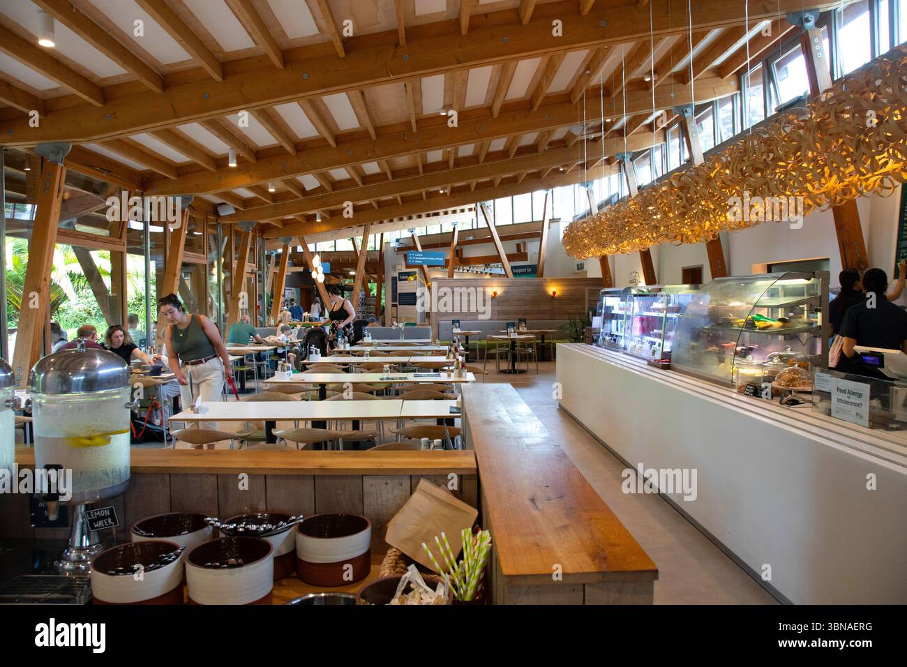 Trebah Gardens Cafe, à l'intérieur d'un café spacieux, les clients sont assis à des tables tandis que les membres du personnel servent les clients au comptoir. Le café dispose d'un haut Banque D'Images Trebah Gardens Cafe, à l'intérieur d'un café spacieux, les clients sont assis à des tables tandis que les membres du personnel servent les clients au comptoir. Le café dispose d'un haut Banque D'Images