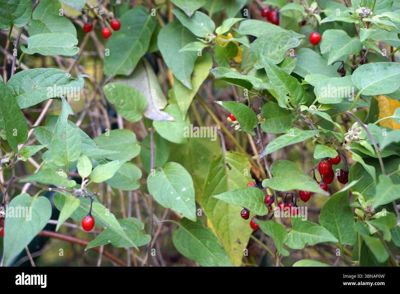 Une vue rapprochée d'une plante avec des feuilles vertes vibrantes et des grappes de petites baies rouges rondes. La plante semble être un type de vigne ou d'arbuste, avec un mélange de feuilles vertes et jaunâtre-brun. Les baies sont regroupées en groupes le long des tiges et des branches, créant un affichage coloré. Le fond est flou, attirant l'attention sur la plante et ses baies., Budapest, Hongrie – la perle enchanteresse du Danube. Banque D'Images Une vue rapprochée d'une plante avec des feuilles vertes vibrantes et des grappes de petites baies rouges rondes. La plante semble être un type de vigne ou d'arbuste, avec un mélange de feuilles vertes et jaunâtre-brun. Les baies sont regroupées en groupes le long des tiges et des branches, créant un affichage coloré. Le fond est flou, attirant l'attention sur la plante et ses baies., Budapest, Hongrie – la perle enchanteresse du Danube. Banque D'Images