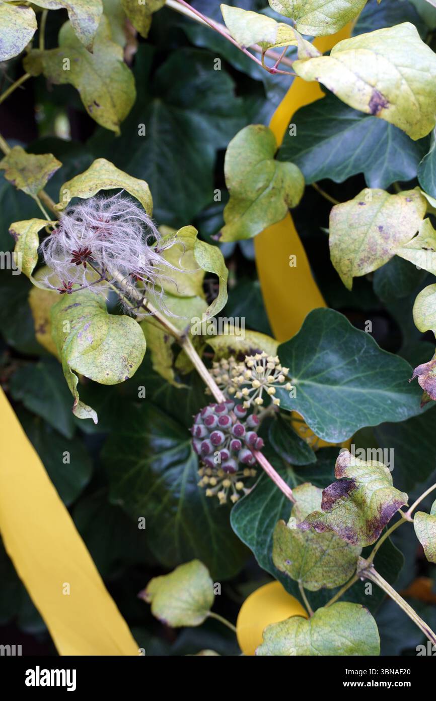 Budapest, Hongrie – la perle enchanteresse du Danube., Une vue rapprochée d'une plante avec un mélange de feuilles et de tiges vertes et vert jaunâtre. Les feuilles ont une texture légèrement floue et sont un mélange de vert clair et de vert foncé. Certaines feuilles montrent des signes de brunissement ou de détérioration. Les tiges sont de couleur brun clair et semblent recouvertes de petites fleurs de couleur claire. Un amas de petites fleurs violettes/brunes foncées est visible sur la tige. Le fond est un mélange flou de feuillage vert et de rubans jaunes, créant un naturel et légèrement rustique Banque D'Images