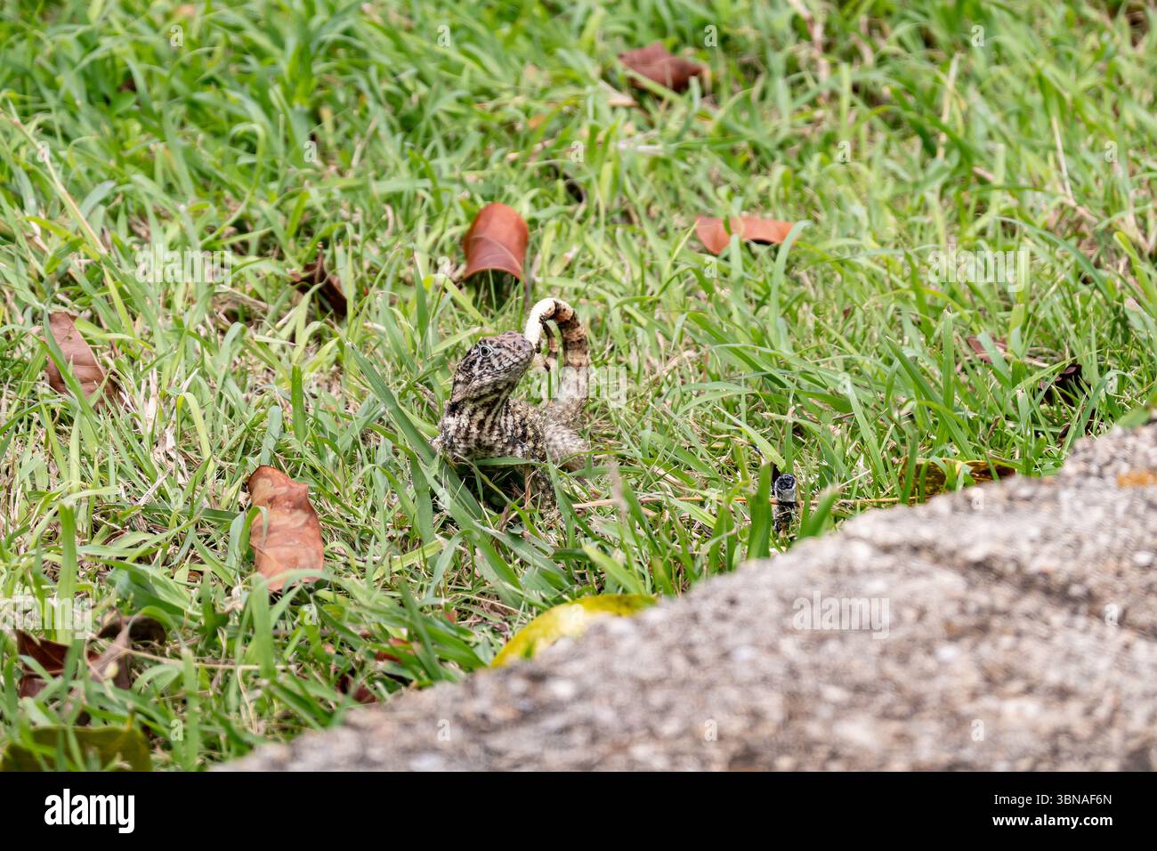 Lézard à queue frisée du Nord (leiocephalus carinatus) regardant de l'herbe à Cuba avec une faible profondeur de champ Banque D'Images