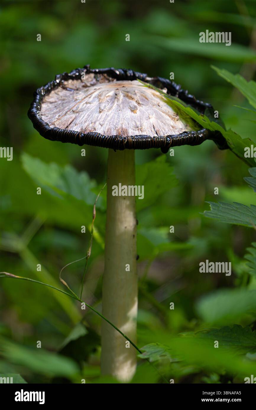 Champignon à bouchon d'encre Shaggy (Coprinus comatus) en octobre avec des bords noirs, image verticale Banque D'Images