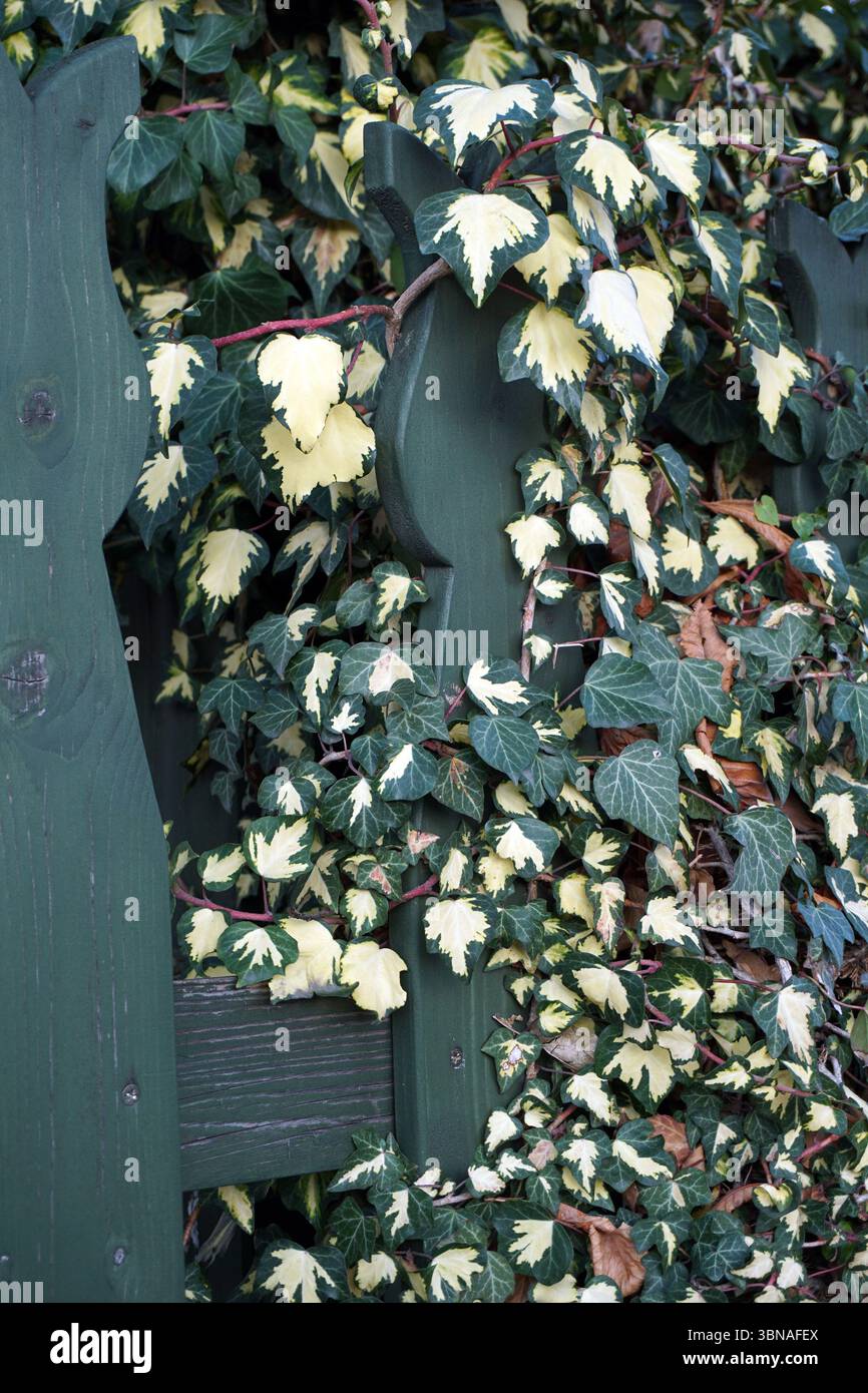 Une clôture en bois avec une couleur vert foncé, partiellement obscurcie par une croissance dense de lierre. Le lierre a un mélange de feuilles vertes et jaunâtres-crème, créant une scène vibrante et naturelle. Le lierre semble pousser sur la clôture, peut-être autour ou au-dessus. La clôture est en bois et a un design décoratif, éventuellement sculpté. Les feuilles du lierre sont un mélange de vert et de crème jaunâtre, et certaines feuilles ont des bords brun rougeâtre. La croissance du lierre est dense et couvre une partie importante de la clôture., Budapest, Hongrie – la perle enchanteresse du Danube. Banque D'Images Une clôture en bois avec une couleur vert foncé, partiellement obscurcie par une croissance dense de lierre. Le lierre a un mélange de feuilles vertes et jaunâtres-crème, créant une scène vibrante et naturelle. Le lierre semble pousser sur la clôture, peut-être autour ou au-dessus. La clôture est en bois et a un design décoratif, éventuellement sculpté. Les feuilles du lierre sont un mélange de vert et de crème jaunâtre, et certaines feuilles ont des bords brun rougeâtre. La croissance du lierre est dense et couvre une partie importante de la clôture., Budapest, Hongrie – la perle enchanteresse du Danube. Banque D'Images