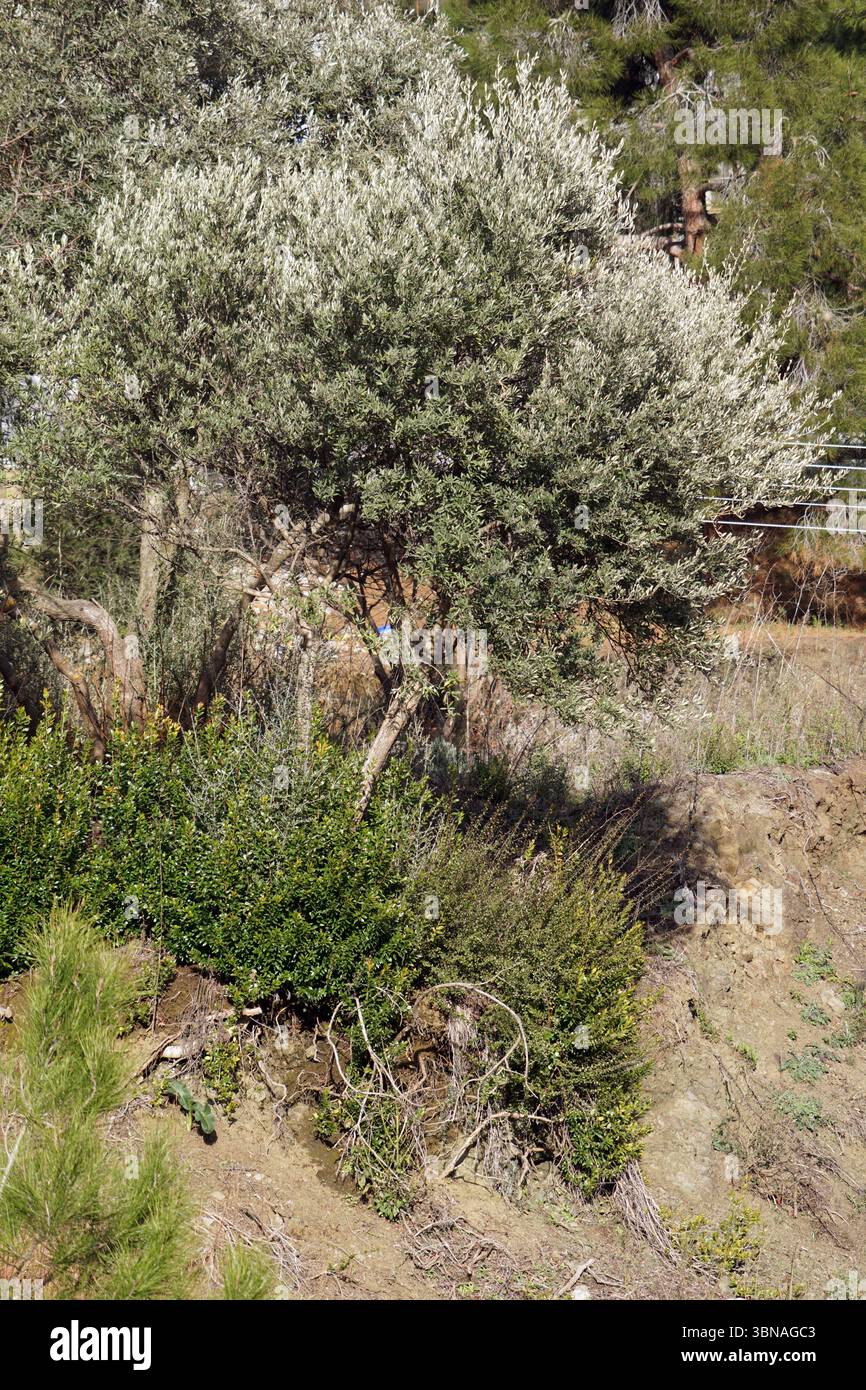Un paysage serein avec un arbre proéminent au centre, ses branches s'étendant sur un chemin de terre. L'arbre a un mélange de feuillage vert et blanc, ce qui suggère qu'il peut s'agir d'un type d'olivier. L'arbre est entouré d'une variété d'arbustes et d'arbustes, dont certains au feuillage vert et vert jaunâtre. Le sol est un mélange de saleté et de terre sèche et brun clair. En arrière-plan, une partie d'une clôture en bois est visible et un pin peut être vu derrière l'arbre principal. La scène est baignée de lumière douce et naturelle, créant une atmosphère tranquille. Légende façonnée par l'œil d'un artiste et l'imagination., Chypre Banque D'Images Un paysage serein avec un arbre proéminent au centre, ses branches s'étendant sur un chemin de terre. L'arbre a un mélange de feuillage vert et blanc, ce qui suggère qu'il peut s'agir d'un type d'olivier. L'arbre est entouré d'une variété d'arbustes et d'arbustes, dont certains au feuillage vert et vert jaunâtre. Le sol est un mélange de saleté et de terre sèche et brun clair. En arrière-plan, une partie d'une clôture en bois est visible et un pin peut être vu derrière l'arbre principal. La scène est baignée de lumière douce et naturelle, créant une atmosphère tranquille. Légende façonnée par l'œil d'un artiste et l'imagination., Chypre Banque D'Images