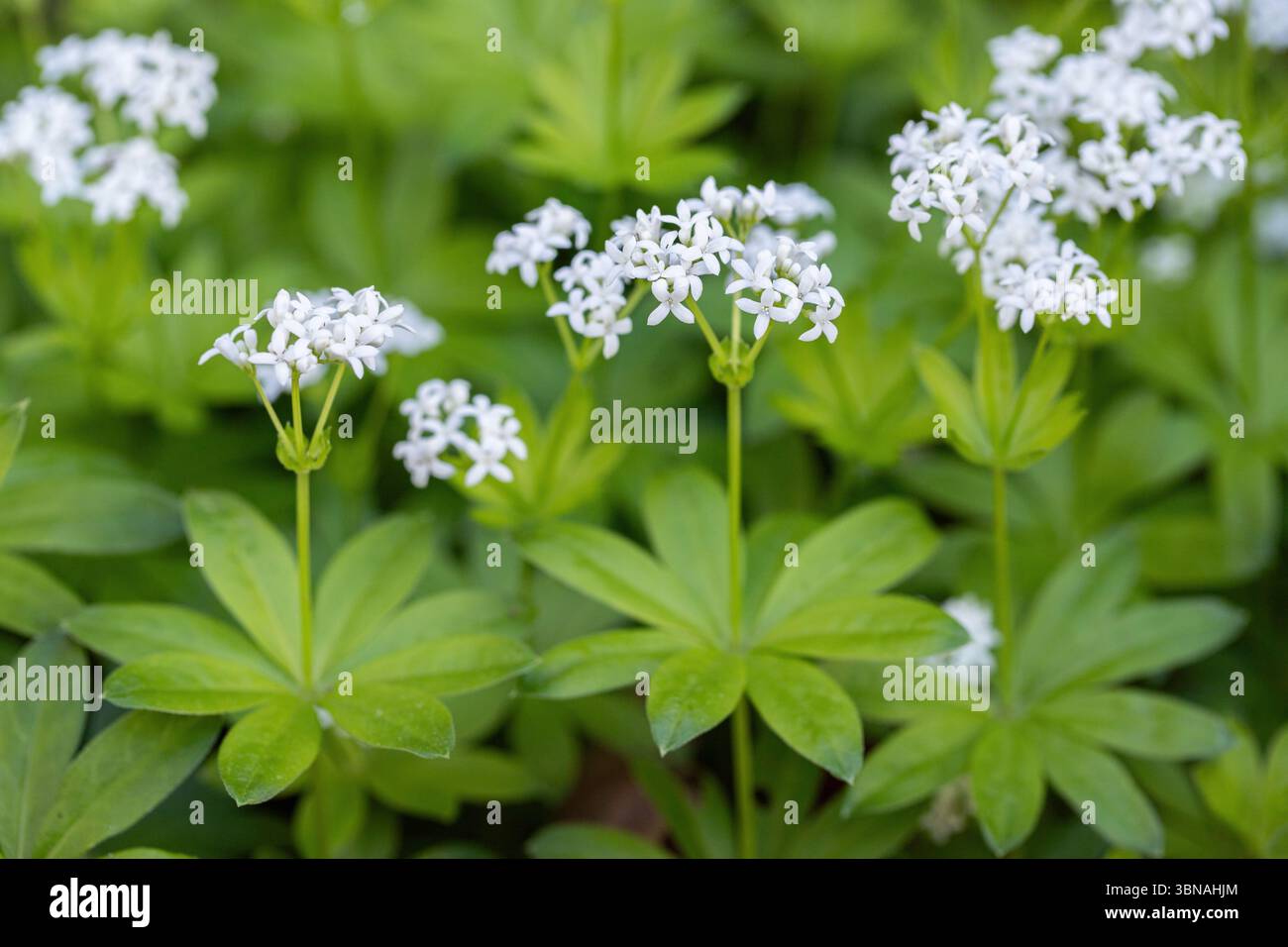 Petites fleurs blanches de la marie douce (Galium odoratum). Banque D'Images