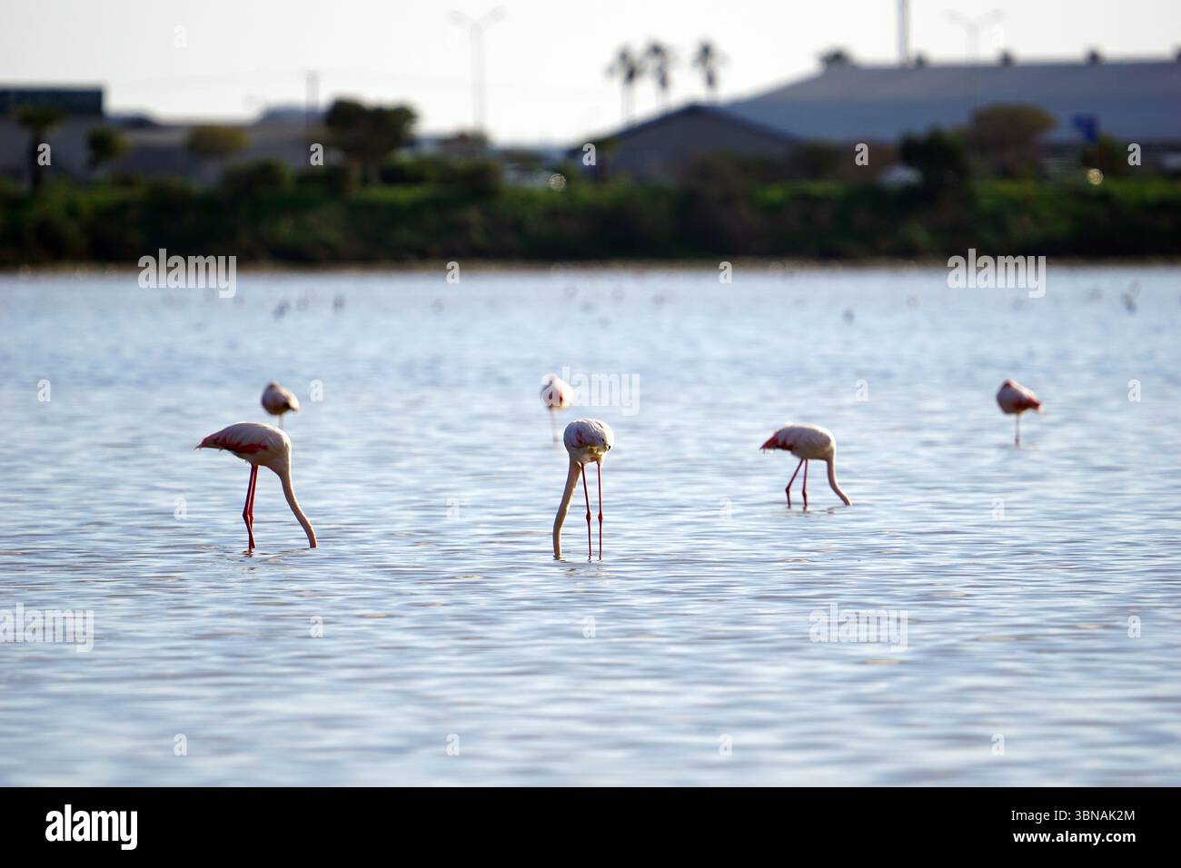 Chypre, Lac salé de Larnaca, l'image montre un groupe d'au moins cinq flamants roses pataugant dans un plan d'eau peu profond. Les flamants roses sont à divers stades de patougeage, certains se tenant debout et d'autres dans une position plus détendue. L'eau est relativement calme, avec de douces ondulations. En arrière-plan, une ligne d'arbres et de structures peut être vue, fournissant une toile de fond naturelle à la scène. Le ciel est d'un bleu clair, suggérant une journée claire et ensoleillée. Un œil d'artiste et une imagination façonnée Banque D'Images