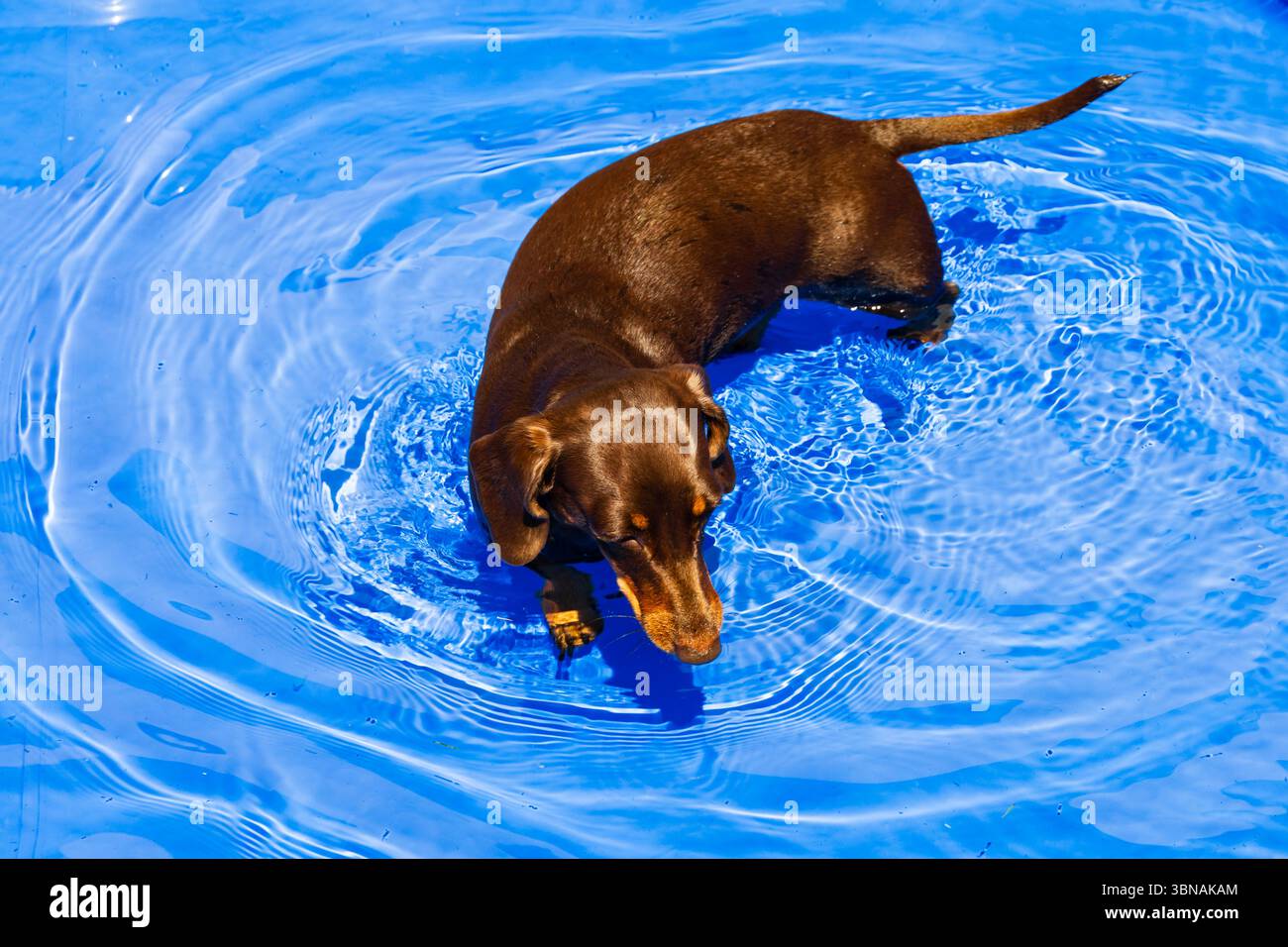 Petit teckel miniature hot-dog se rafraîchissant par une chaude journée d'été dans une pataugeoire pleine d'eau. Banque D'Images
