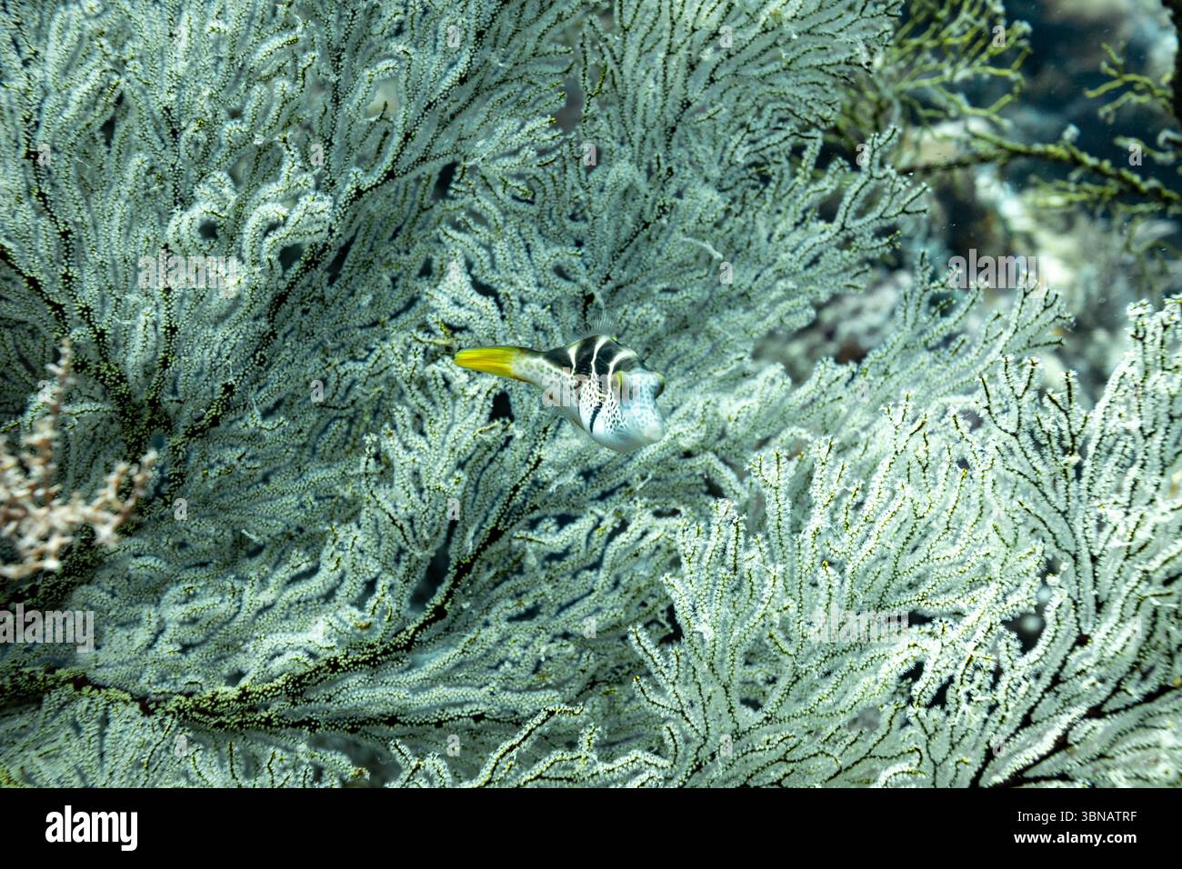 Gros plan macro de poissons-souffleurs sellés, Canthigaster valentini, toby sellé noir, sur corail mou Banque D'Images