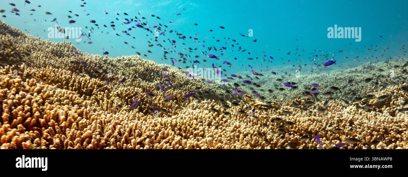 Vue panoramique de petits Anthias, Anthias anthias, écolage de poissons de récif sur la couverture protectrice de cornet de pierre, Acropora cervicornis, corail Banque D'Images