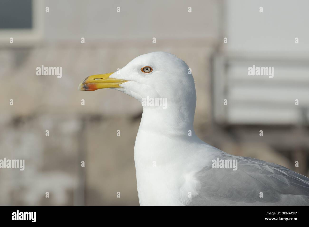 Une mouette au profil latéral parfait, avec sa tête alignée et le bec fermé, révélant clairement l'ouverture nasale (naris) le long de la mandibule supérieure. Banque D'Images