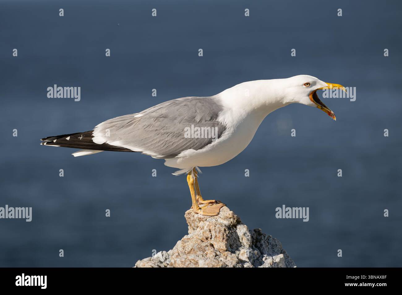 Un mouette à pattes jaunes avec son bec grand ouvert laisse passer un appel fort, capturé le long de la côte des Asturies. Banque D'Images Un mouette à pattes jaunes avec son bec grand ouvert laisse passer un appel fort, capturé le long de la côte des Asturies. Banque D'Images