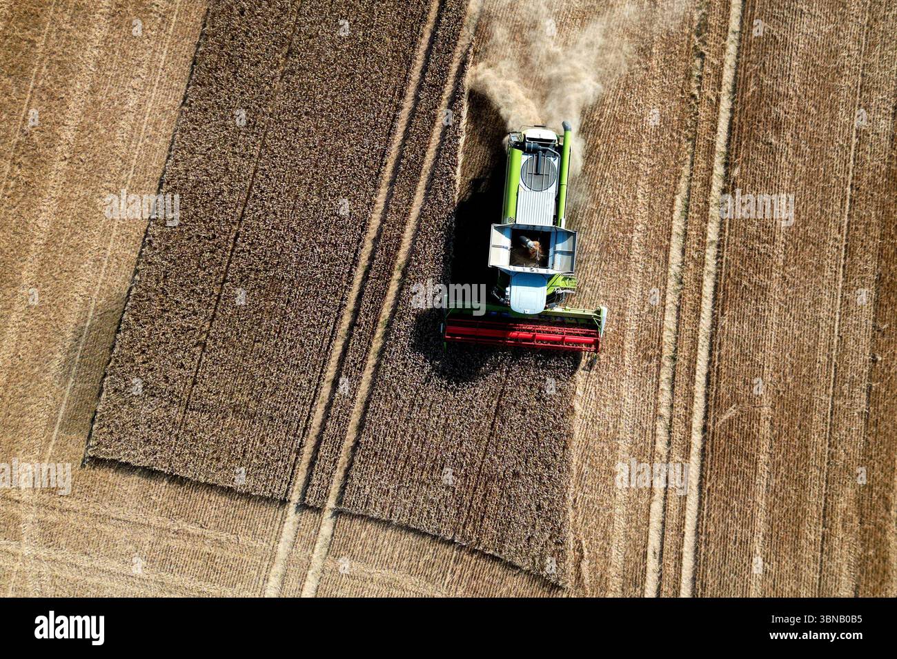 Pulheim, Allemagne. 01 juillet 2025. Un agriculteur récolte de l'orge dans un champ avec sa moissonneuse-batteuse (tir par drone). La récolte des céréales commence dans les champs en Allemagne. Crédit : Federico Gambarini/dpa/Alamy Live News Banque D'Images