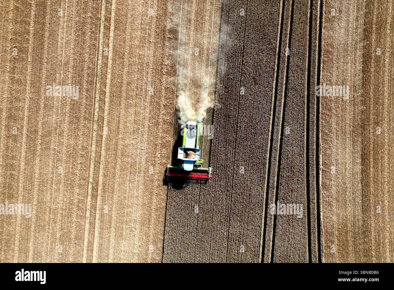 Pulheim, Allemagne. 01 juillet 2025. Un agriculteur récolte de l'orge dans un champ avec sa moissonneuse-batteuse (tir par drone). La récolte des céréales commence dans les champs en Allemagne. Crédit : Federico Gambarini/dpa/Alamy Live News Banque D'Images