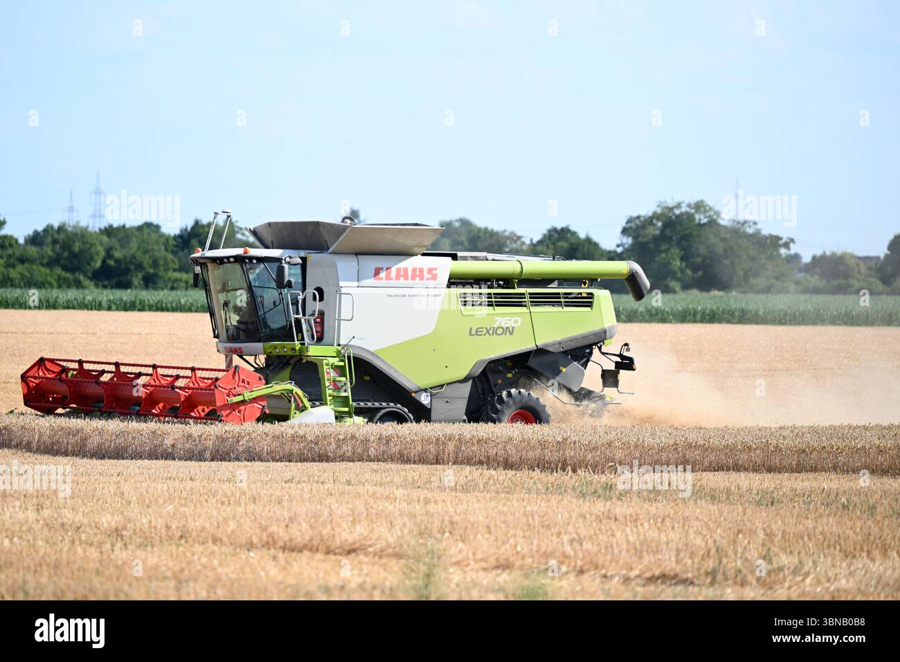Pulheim, Allemagne. 01 juillet 2025. Un agriculteur récolte de l'orge dans un champ avec sa moissonneuse-batteuse. La récolte des céréales commence dans les champs en Allemagne. Crédit : Federico Gambarini/dpa/Alamy Live News Banque D'Images