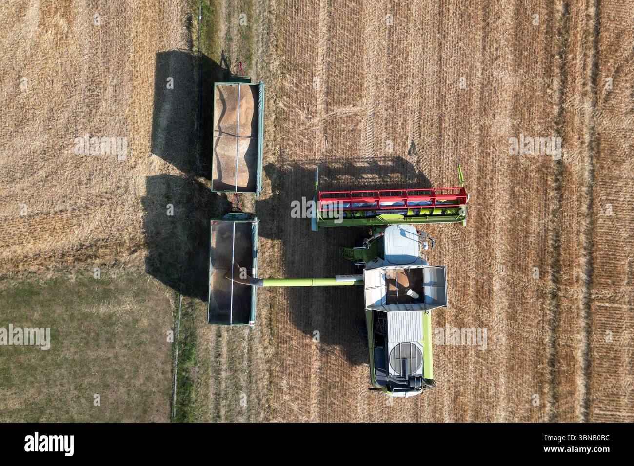 Pulheim, Allemagne. 01 juillet 2025. Un agriculteur récolte de l'orge dans un champ avec sa moissonneuse-batteuse (tir par drone). La récolte des céréales commence dans les champs en Allemagne. Crédit : Federico Gambarini/dpa/Alamy Live News Banque D'Images