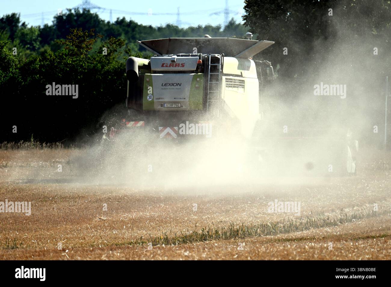 Pulheim, Allemagne. 01 juillet 2025. Un agriculteur récolte de l'orge dans un champ avec sa moissonneuse-batteuse. La récolte des céréales commence dans les champs en Allemagne. Crédit : Federico Gambarini/dpa/Alamy Live News Banque D'Images
