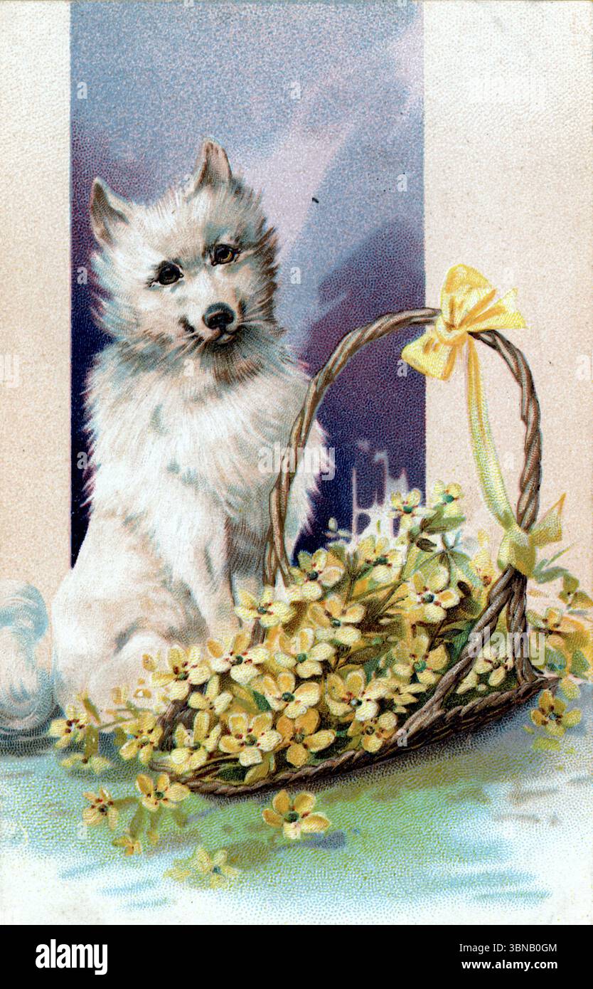 L'image montre un chien blanc assis à côté d'un panier de fleurs jaunes, attaché avec un arc jaune. L'arrière-plan passe du bleu au violet, créant une atmosphère douce et rêveuse. Cette charmante composition a probablement servi de carte de vœux sentimentale, mélangeant l'affection animale et le symbolisme floral. Publié vers 1905 par Paul Finkenrath, Berlin. Banque D'Images