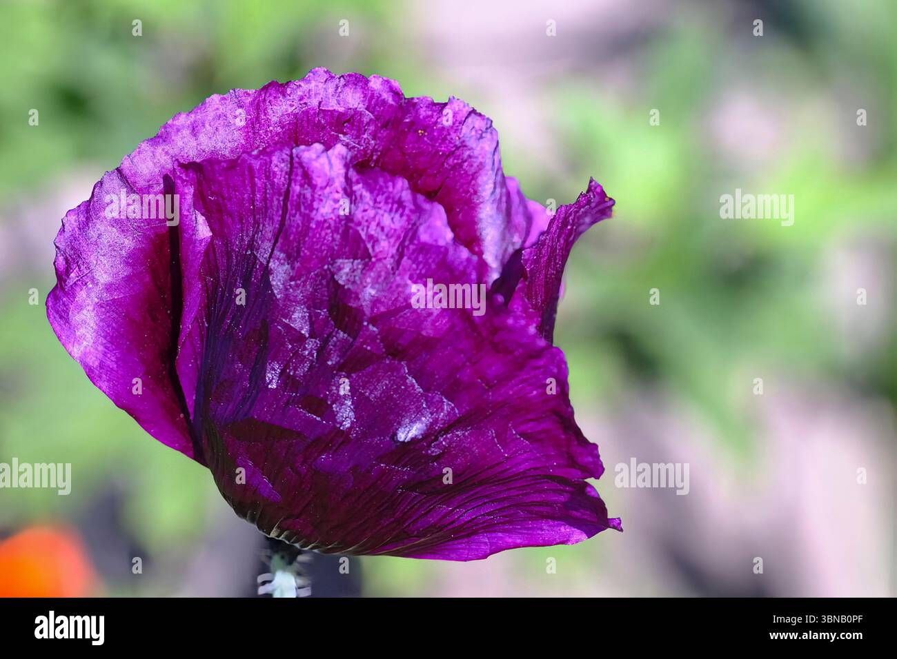 Un coquelicot violet éclatant (Papaver Black Paeony) ses délicats pétales se déploient pour révéler un centre jaune vif et sa texture complexe Banque D'Images