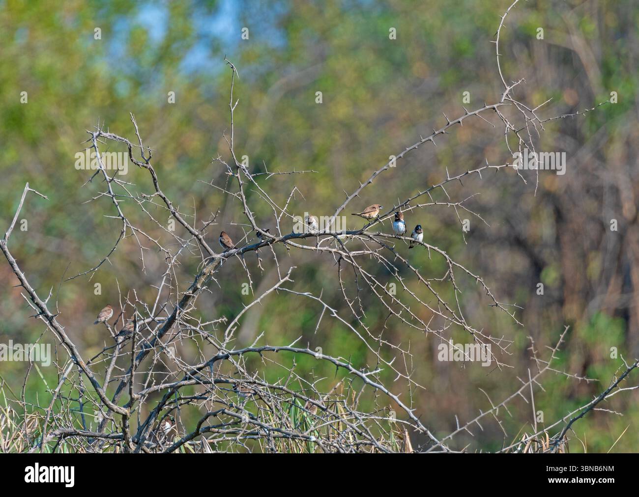 Un troupeau de Bronze Mannikin dans un Bush à épines près des chutes Victoria au Zimbabwe Banque D'Images