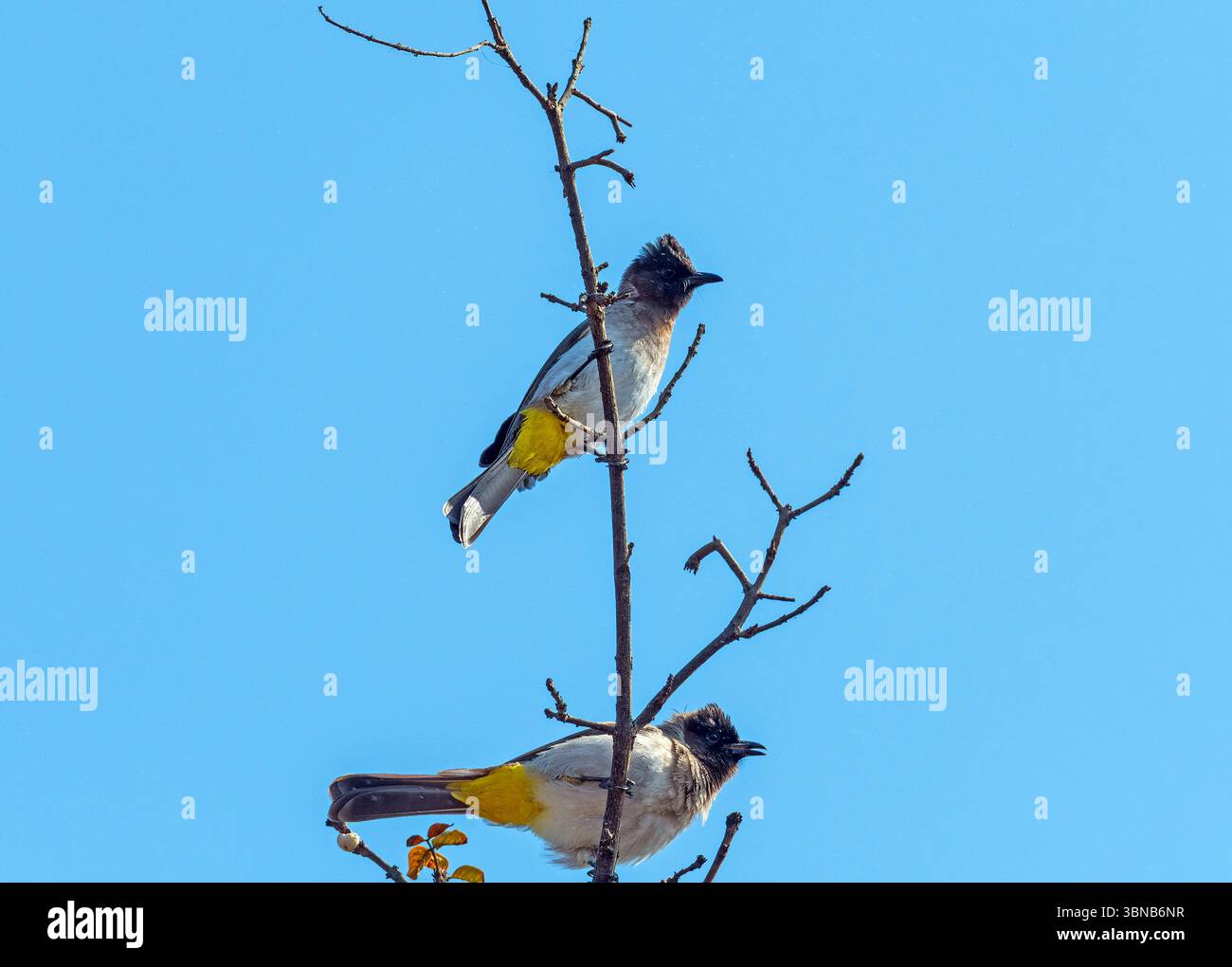 Une paire de Black Eyed Bulbul dans un arbre près des chutes Victoria au Zimbabwe Banque D'Images