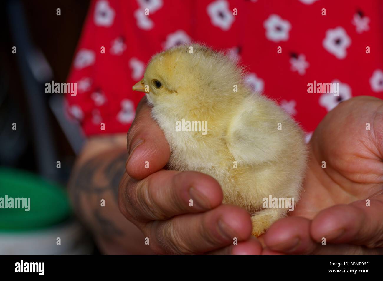 Gallus gallus domesticus famille Phasianidae genre Gallus petit poulet jaune Banque D'Images