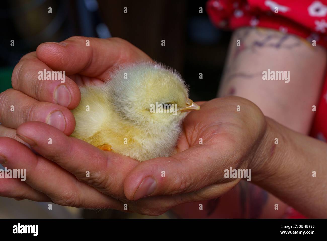 Gallus gallus domesticus famille Phasianidae genre Gallus petit poulet jaune Banque D'Images