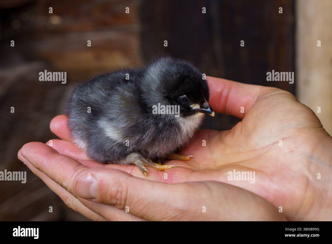 Gallus gallus domesticus famille Phasianidae genre Gallus petit poulet noir Banque D'Images