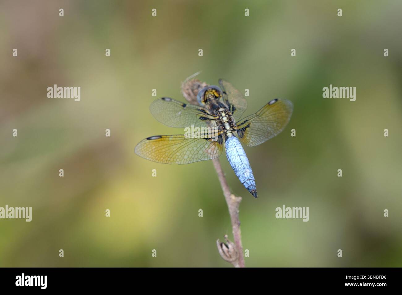 Palpopleura sexmaculata, communément appelée veuve asiatique ou écumoire jaune à queue bleue, à Dosdewa, Karimganj, Assam, Inde Banque D'Images