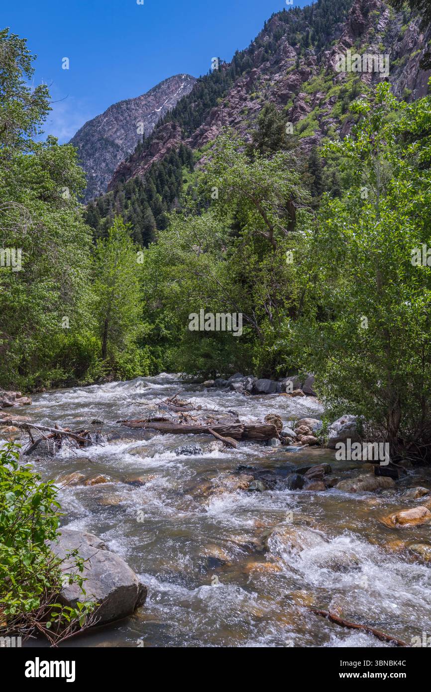 Roaring Stream, Cottonwood Canyon, Salt Lake City Utah États-Unis Banque D'Images