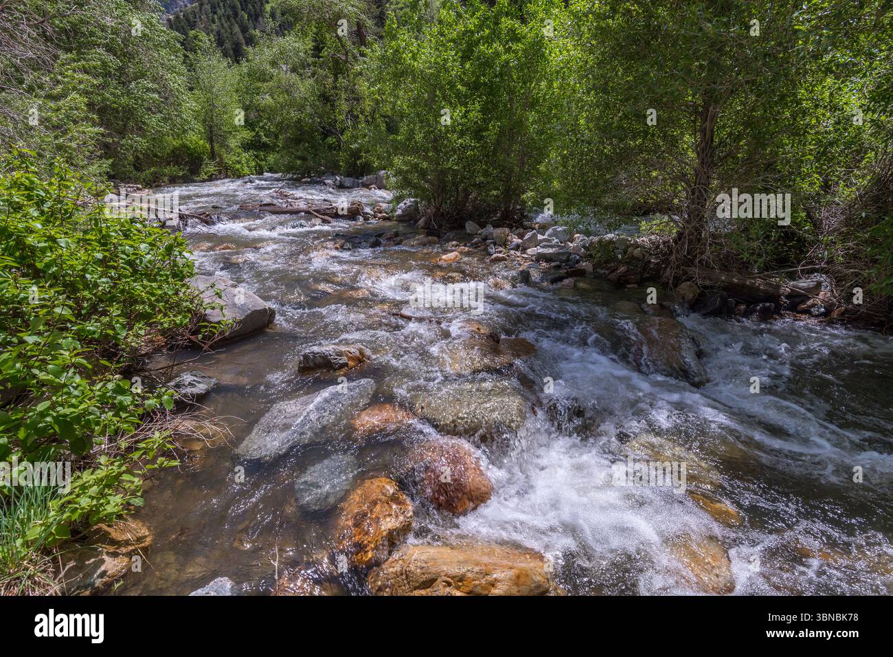 Roaring Stream, Cottonwood Canyon, Salt Lake City Utah États-Unis Banque D'Images