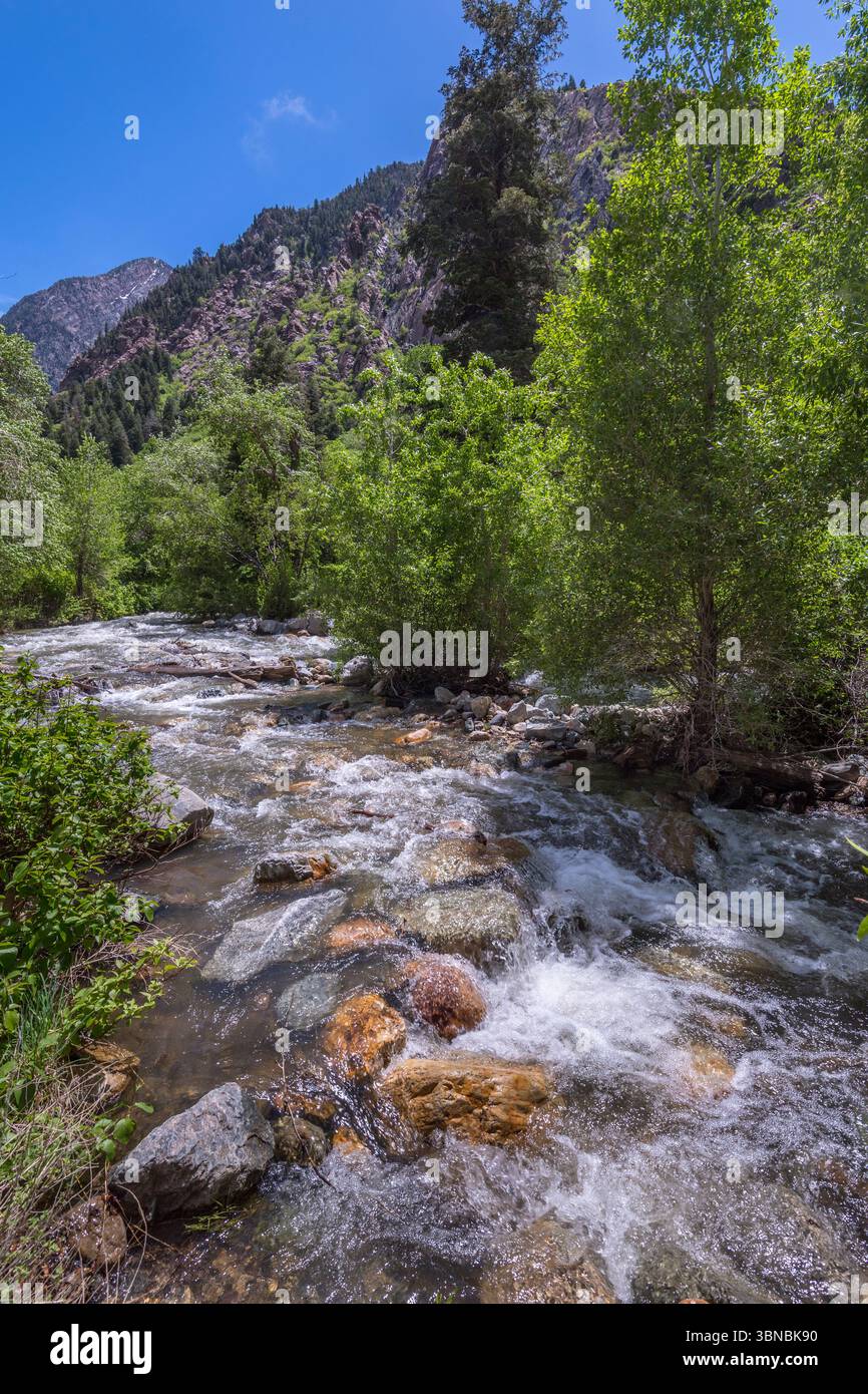 Roaring Stream, Cottonwood Canyon, Salt Lake City Utah États-Unis Banque D'Images