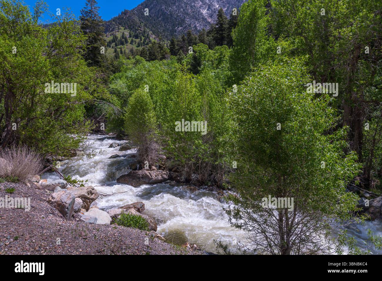 Roaring Stream, Cottonwood Canyon, Salt Lake City Utah États-Unis Banque D'Images