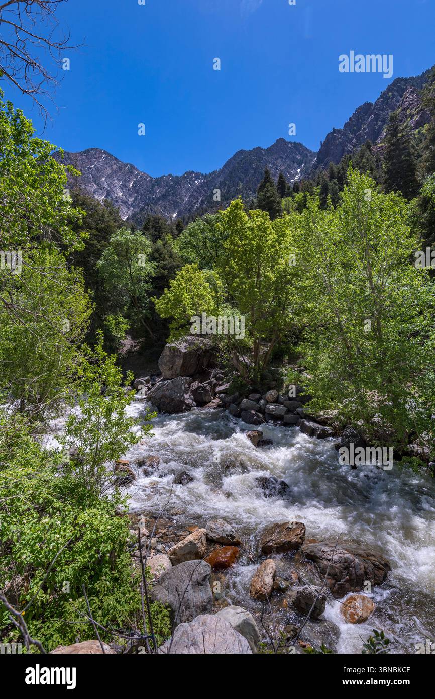 Roaring Stream, Cottonwood Canyon, Salt Lake City Utah États-Unis Banque D'Images