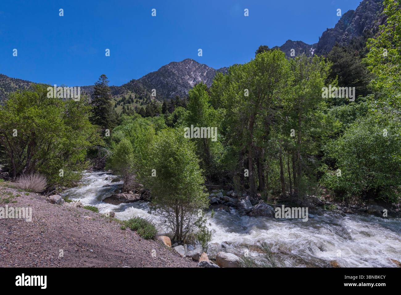 Roaring Stream, Cottonwood Canyon, Salt Lake City Utah États-Unis Banque D'Images
