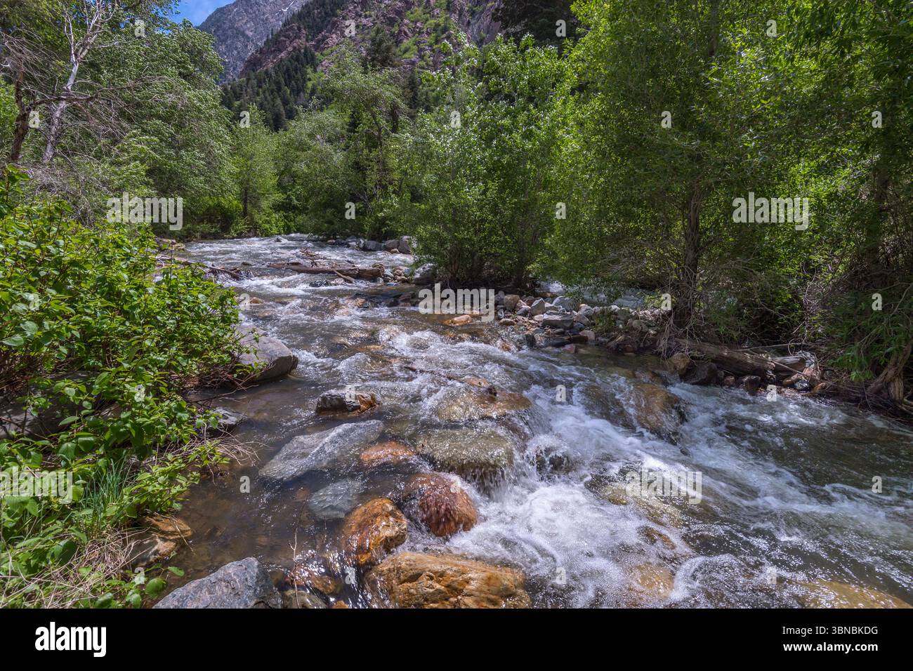 Roaring Stream, Cottonwood Canyon, Salt Lake City Utah États-Unis Banque D'Images