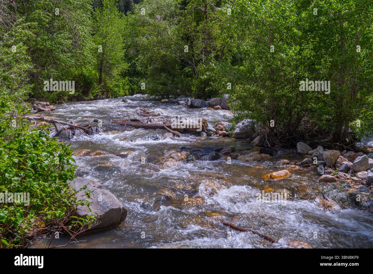 Roaring Stream, Cottonwood Canyon, Salt Lake City Utah États-Unis Banque D'Images