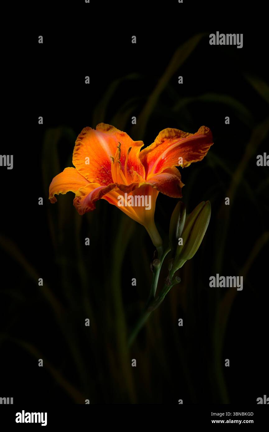 Tiger Lily avec une lumière dramatique Banque D'Images