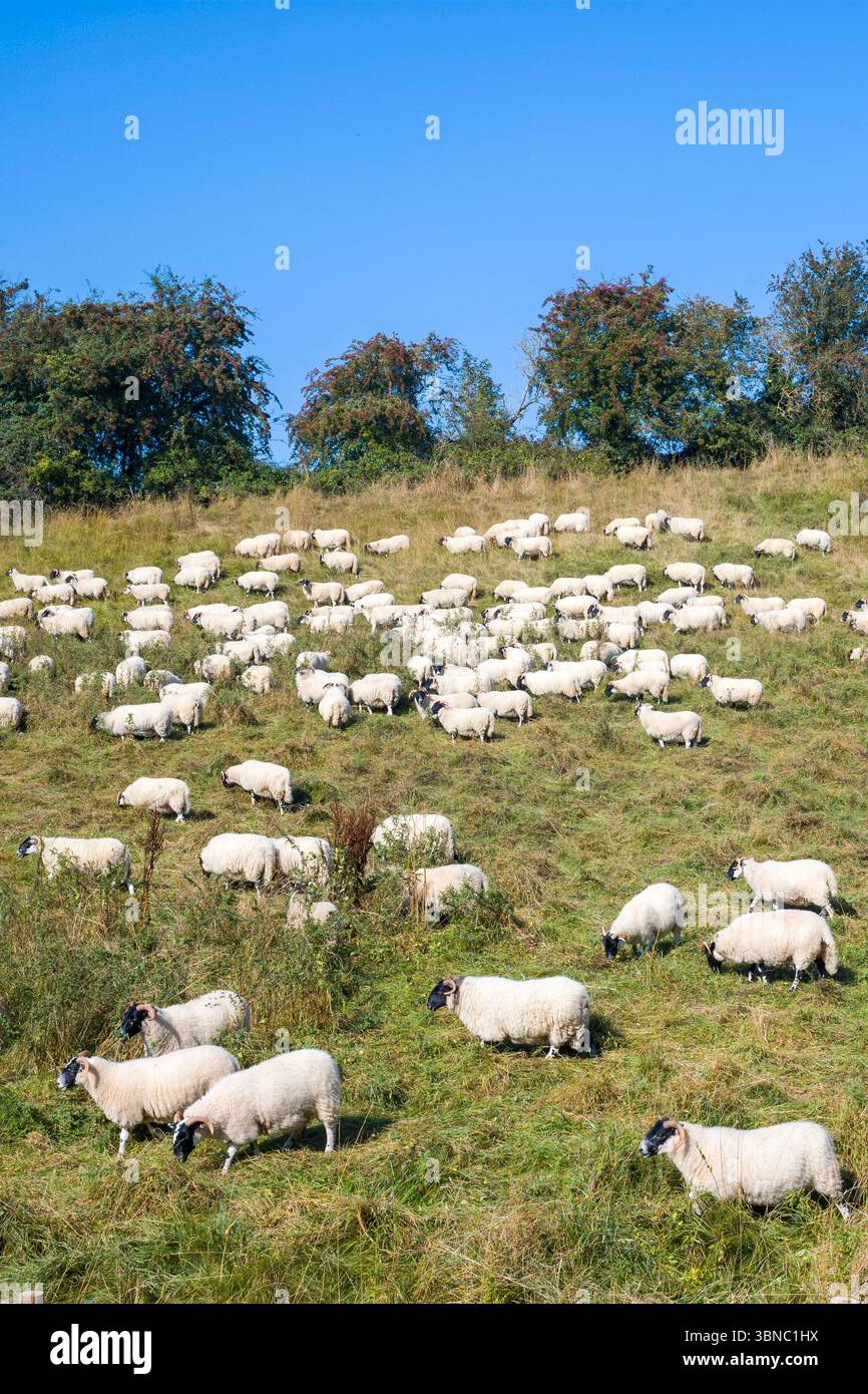 Troupeau de moutons - Ovis aries - dans un pâturage en pente dans les Cotswolds, Oxfordshire, Angleterre, Royaume-Uni Banque D'Images