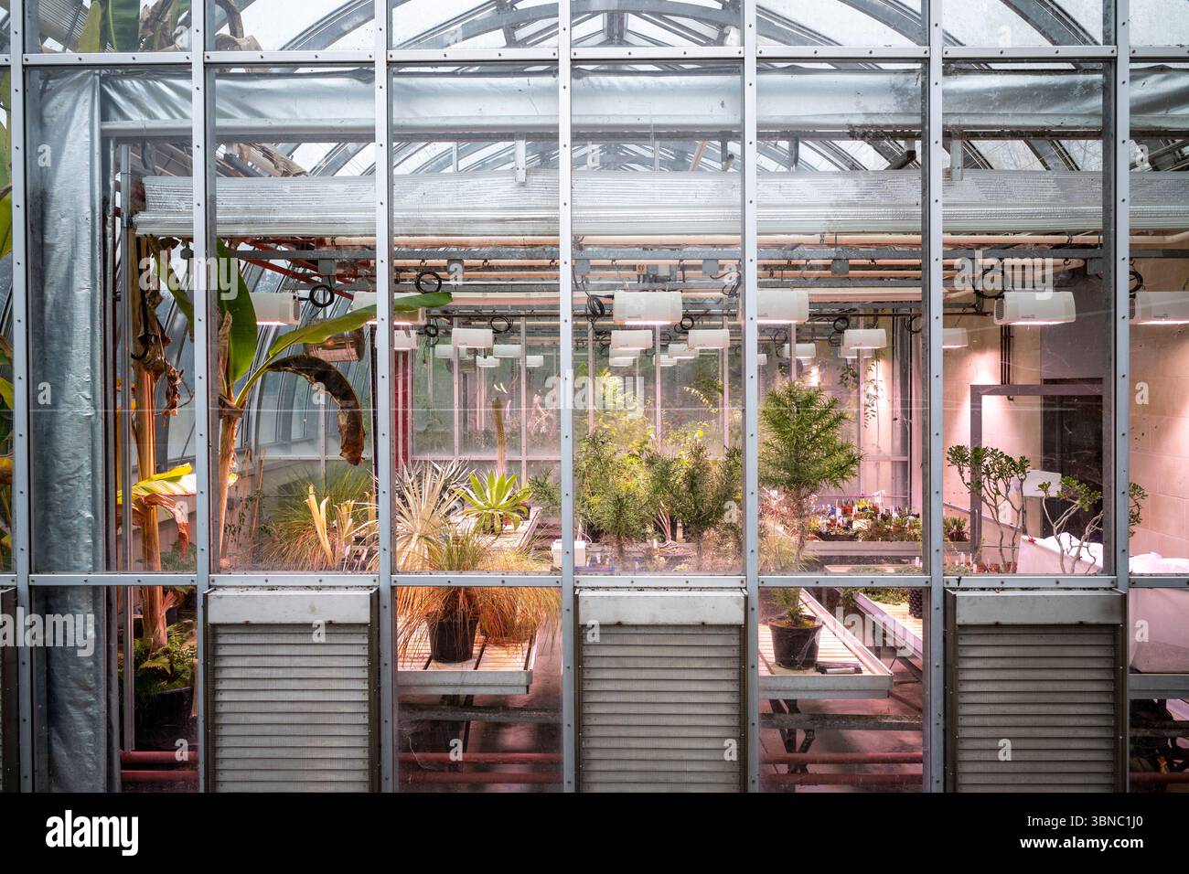 Laboratoire botanique de Millennium Seed Bank - température contrôlée dans le cadre d'un projet mondial de conservation pour collecter, préserver et sauvegarder l'avenir b Banque D'Images