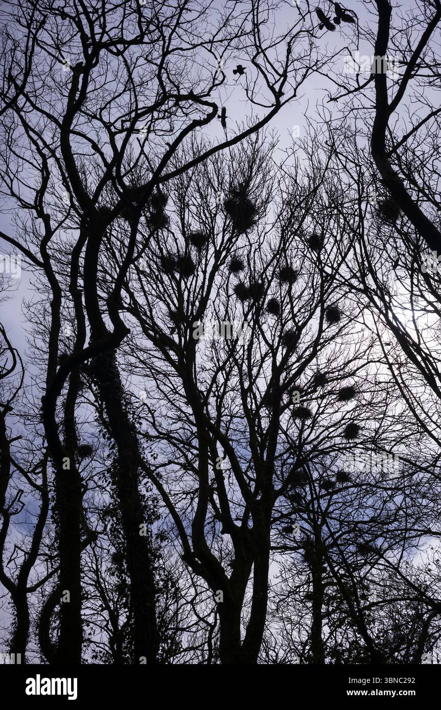 Rooks, Corvus frugilegus (l'un des Corvidae) avec leurs nids élevés d'une recrue dans le Devon, Royaume-Uni Banque D'Images