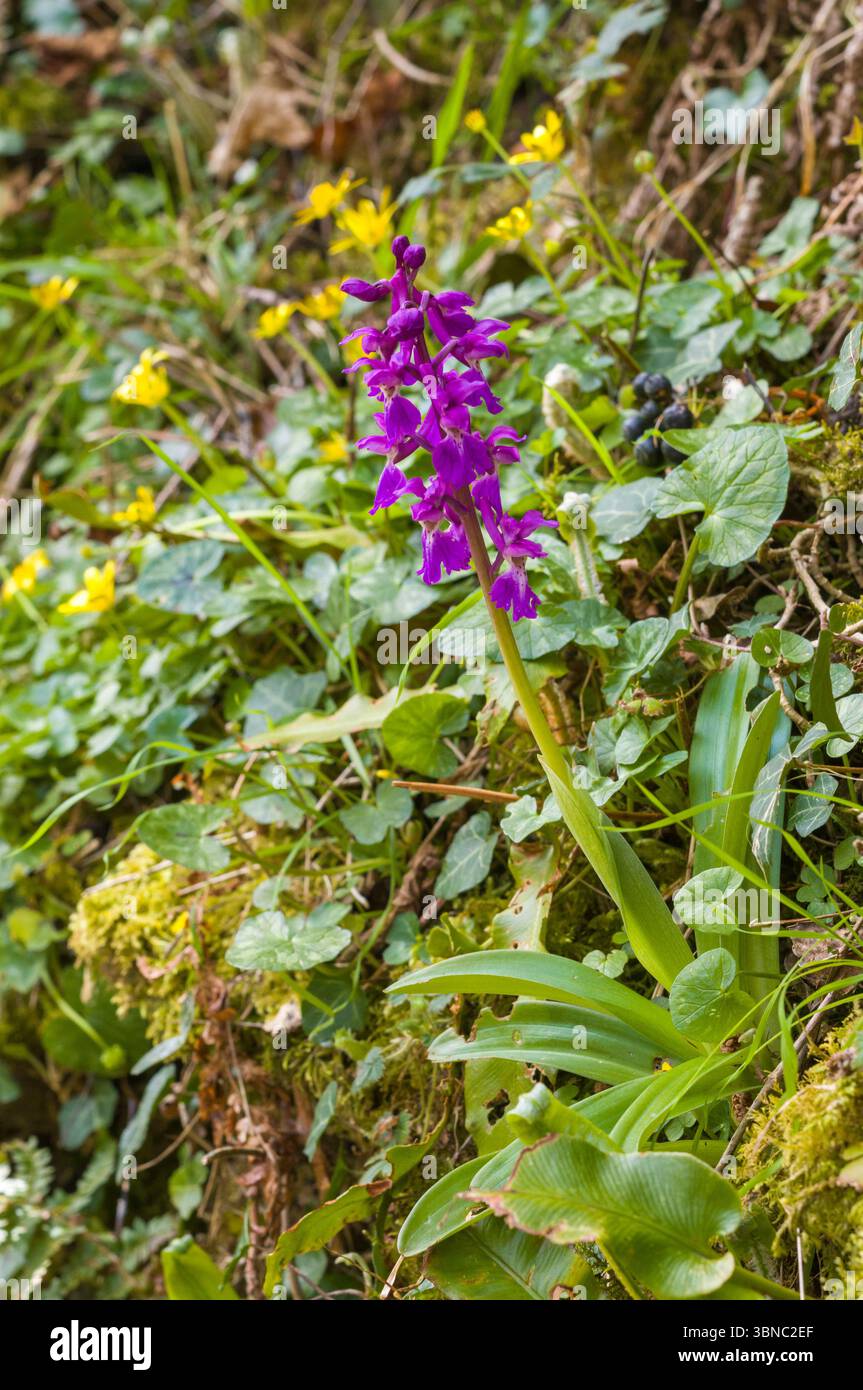 Orchidée violette sur un mur de pierres sèches dans le Devon, Royaume-Uni Banque D'Images