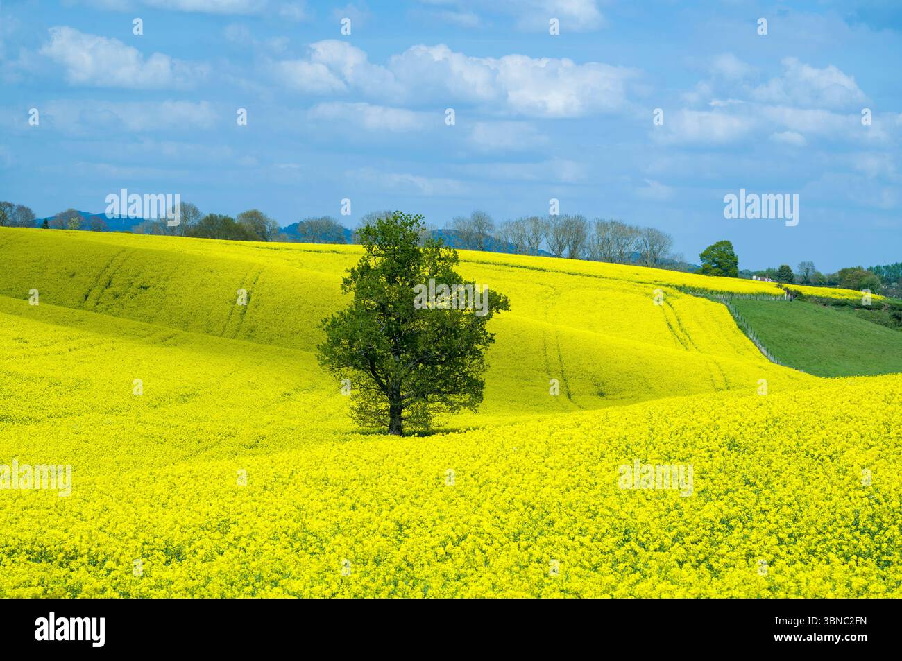 Les pentes roulantes de la culture de colza, Brassica napus, ( Brassicaceae ) pour produire de l'huile de colza ( canola ) et un chêne anglais solitaire dans un champ en elle Banque D'Images