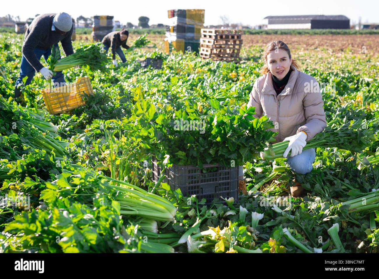 Femme moissonnant du céleri sur le champ de légumes Banque D'Images